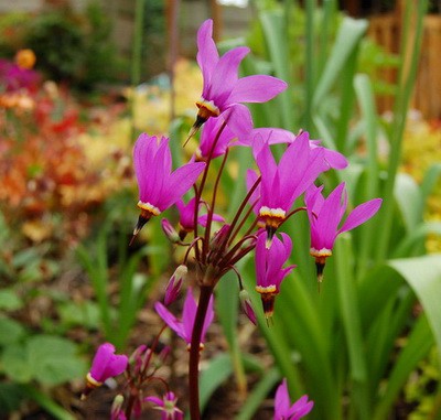 ДОДЕКАТЕОН КРАСИВЕНЬКИЙ РЕД ВИНГС (Dodecatheon pulchellum Red Wings) ЗАКОНЧИЛСЯ	 	